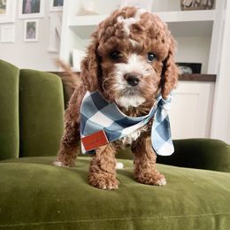 Boy 1 - Red Cavapoo puppy in Utah from Poseydoodle