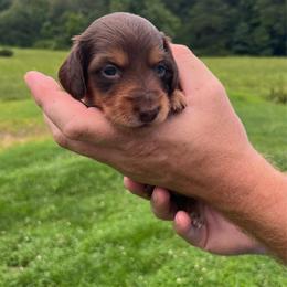 Phoenix - Chocolate and tan female Dachshund puppy in Milroy, Pennsylvania from Not Your Average Weiner