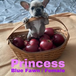 French Bulldog Puppies from Heather's French Bulldogs