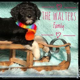 Aussiedoodle and Australian Shepherd Puppies from Dunroamin Farms Australian Shepherds and Aussiedoodles