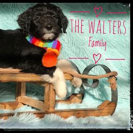 Aussiedoodle and Australian Shepherd Puppies from Dunroamin Farms Australian Shepherds and Aussiedoodles