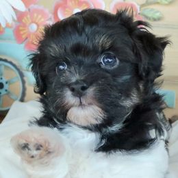 Havanese Puppies from KingsKids Havanese