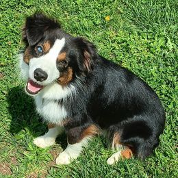 Miniature Australian Shepherd and Toy Australian Shepherd All Grown Up from Michael Petrasek