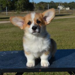 Pumbaa - Sable male Pembroke Welsh Corgi puppy in Edna, Texas from MG Corgis