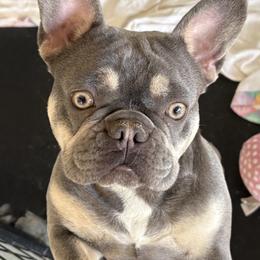 Dachshund and French Bulldog All Grown Up from Faith Ann's Dachshunds