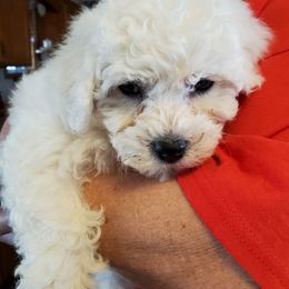 Bichon Frise, Russell Terrier, and Shetland Sheepdog All Grown Up from Mountain Ash Farms