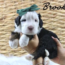 Brooklyn - Tri-color female Bernedoodle puppy in Casa Grande, Arizona from AzDoodle Dandies