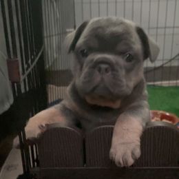 French Bulldog puppies from Wiggle Butz Frenchies