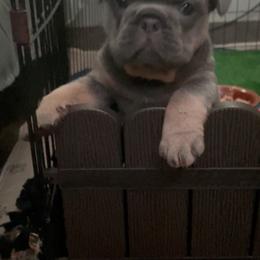 French Bulldog puppies from Wiggle Butz Frenchies