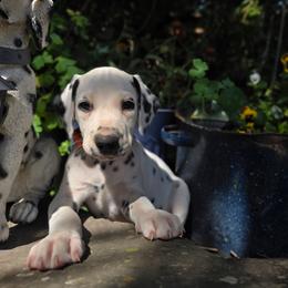 Orange collar male - White and black male Dalmatian puppy in Valley, Washington from Loving spots Dalmatians