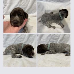 Girl 1 - Liver roan German Shorthaired Pointer puppy in Cleveland, Georgia from C&M Kennel