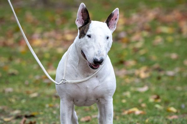 Bull Terrier standing outside