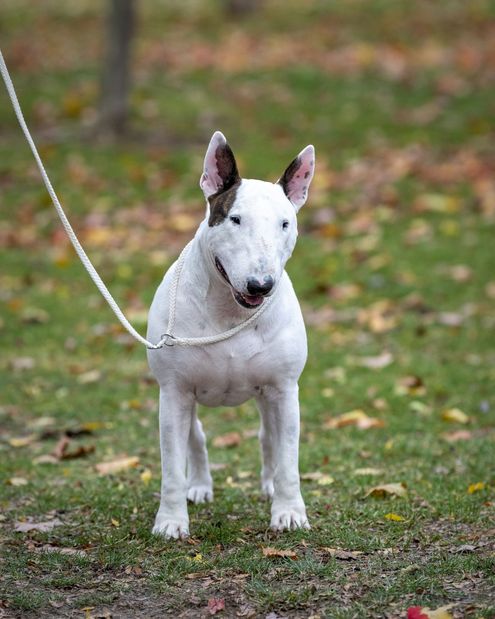 Bull Terrier standing outside