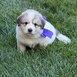 Miss Purple - White and badger female Great Pyrenees puppy in Idaho from Portneuf Range Pyrenees
