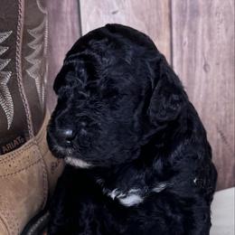 Jelly Roll - Black male Labradoodle puppy in Kingston, Georgia from CC Familydoodles