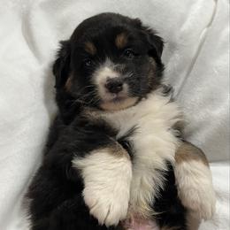 Maddox- White - Black tri-color male Australian Shepherd puppy in Hayward, California from Grissom’s Aussies
