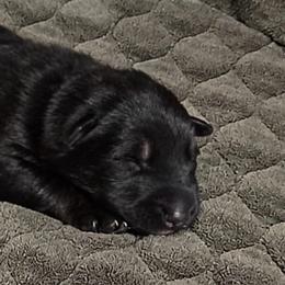 Boy 1 - Black sable male Belgian Malinois puppy in Columbia, South Carolina from Kaizen Ruach Malinois