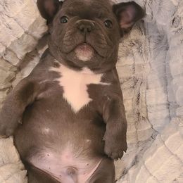 French Bulldog Puppies from Galm Frenchies