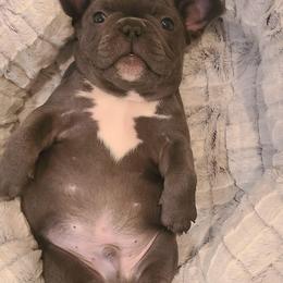 French Bulldog Puppies from Galm Frenchies