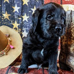 Golden Retrievers, Labradoodles, and Labrador Retrievers from Robertson's Retrievers & Doodles