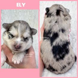 Ely - Merle female Pomsky puppy in Sheffield, Iowa from Clover Ridge Pomskies