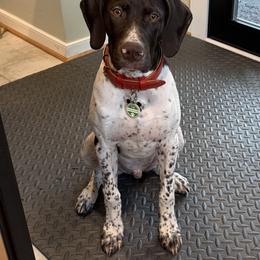 German Shorthaired Pointer Puppies from The Tipsy Rabbit GSP TopDog Kennel