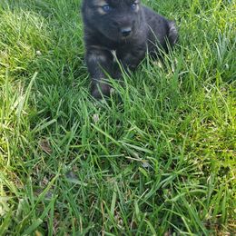 Siberian Husky Puppies from Blue Moon Siberian Husky Haven