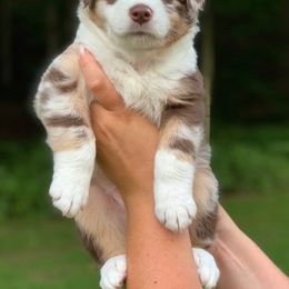 Australian Shepherd Puppies from Roscommon Australian Shepherds