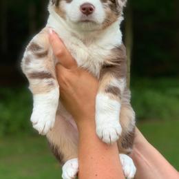 Australian Shepherd Puppies from Roscommon Australian Shepherds