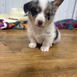 Girl 2 - Blue merle and white female American Corgi puppy in Payson, Illinois from Creek Farm Corgis
