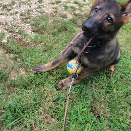 German Shepherd Puppies from Bayou Valley Shepherds
