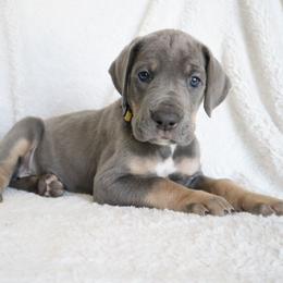 Summer - Blue female Great Dane puppy in Edinburg, Texas from Chestnut Great Danes
