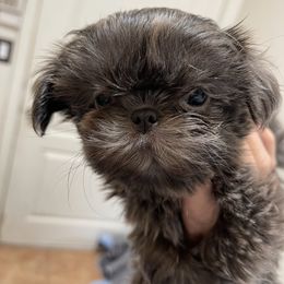 Linda - Blue female Shih Tzu puppy in Oak Hills, California from High Desert  Shih Tzu