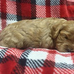 Lana - Red female Cavapoo puppy in New Holland, Ohio from Happy Tails