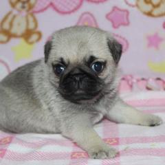 Brooke - Fawn female Pug puppy in Arthur, Illinois from Perfect Pugs