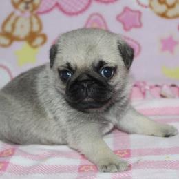 Brooke - Fawn female Pug puppy in Arthur, Illinois from Perfect Pugs