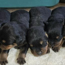 Male 3 - Black and mahogany male Rottweiler puppy in Hamburg, New York from World Class Rottweilers And French bulldogs