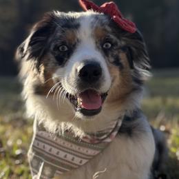 Dachshunds and Miniature American Shepherds from Ironwood Creek