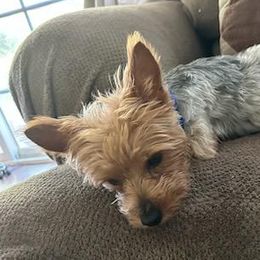 Yorkshire Terriers from Sun City Yorkies