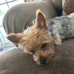 Yorkshire Terriers from Sun City Yorkies