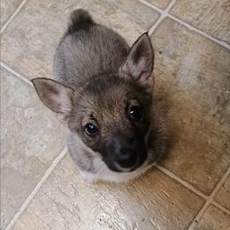 Dagaz aka Hilda - Gray female Swedish Vallhund puppy in Ellensburg, Washington from Faery Mount Farm