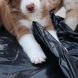 Australian Shepherd Puppies from Kiki's Aussies