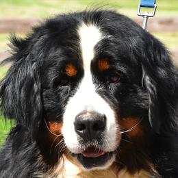 Bernedoodles and Bernese Mountain Dogs from Angel Valley Berners