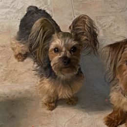 Yorkshire Terriers from The Yorkie Playpen