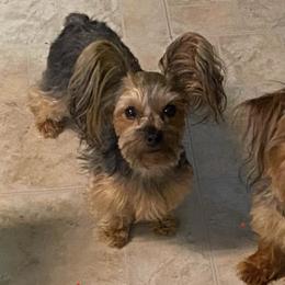 Yorkshire Terriers from The Yorkie Playpen