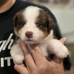 Boy 2 - Red tri-color male Miniature American Shepherd puppy in Artesia, New Mexico from Flawlessly Kennel