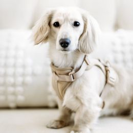 Dachshunds from English Cream Dachshunds