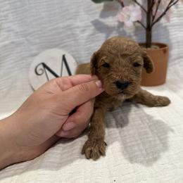 Poodle Puppies from Moore Poodles