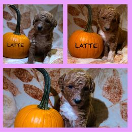 Girl 1 - Red  Poodle puppy in Knoxville, Tennessee from A Goldendoodle Dream