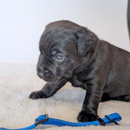 Hoosker Doo - male Patterdale Terrier puppy in Yucaipa, California from Moormont Kennels